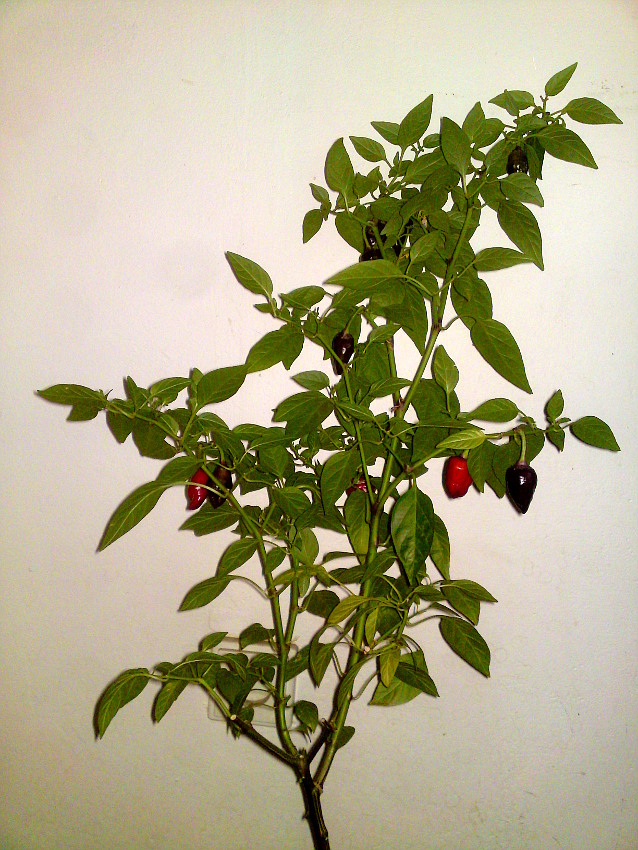 chilli chilli