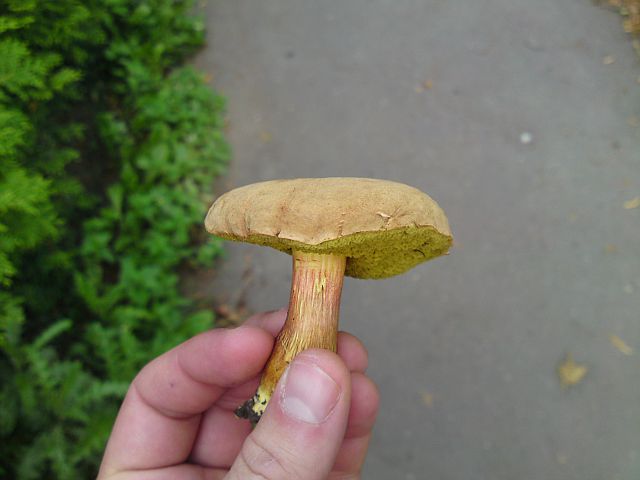 Strašná houba
